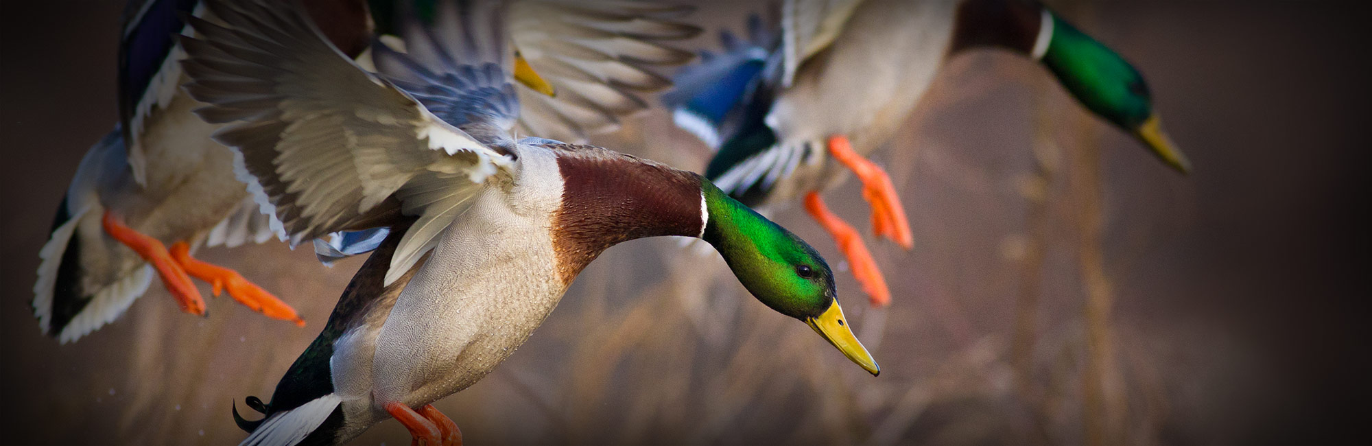 Duck Calls And Goose Calls By Sutter Basin Calls